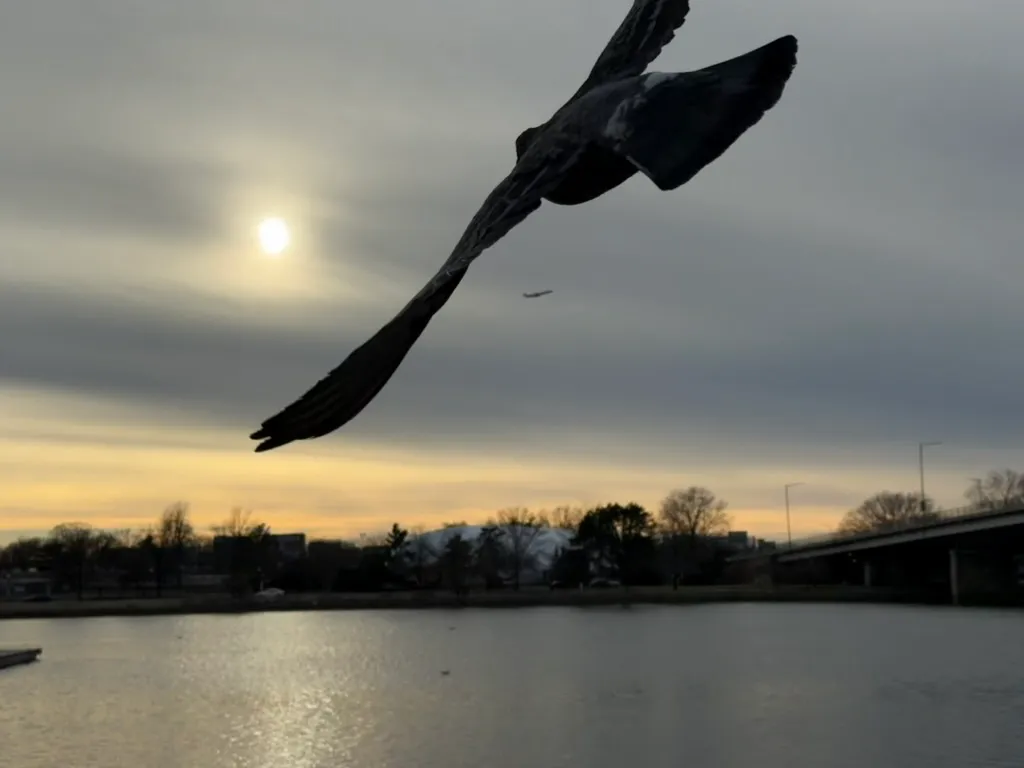 DC Bird