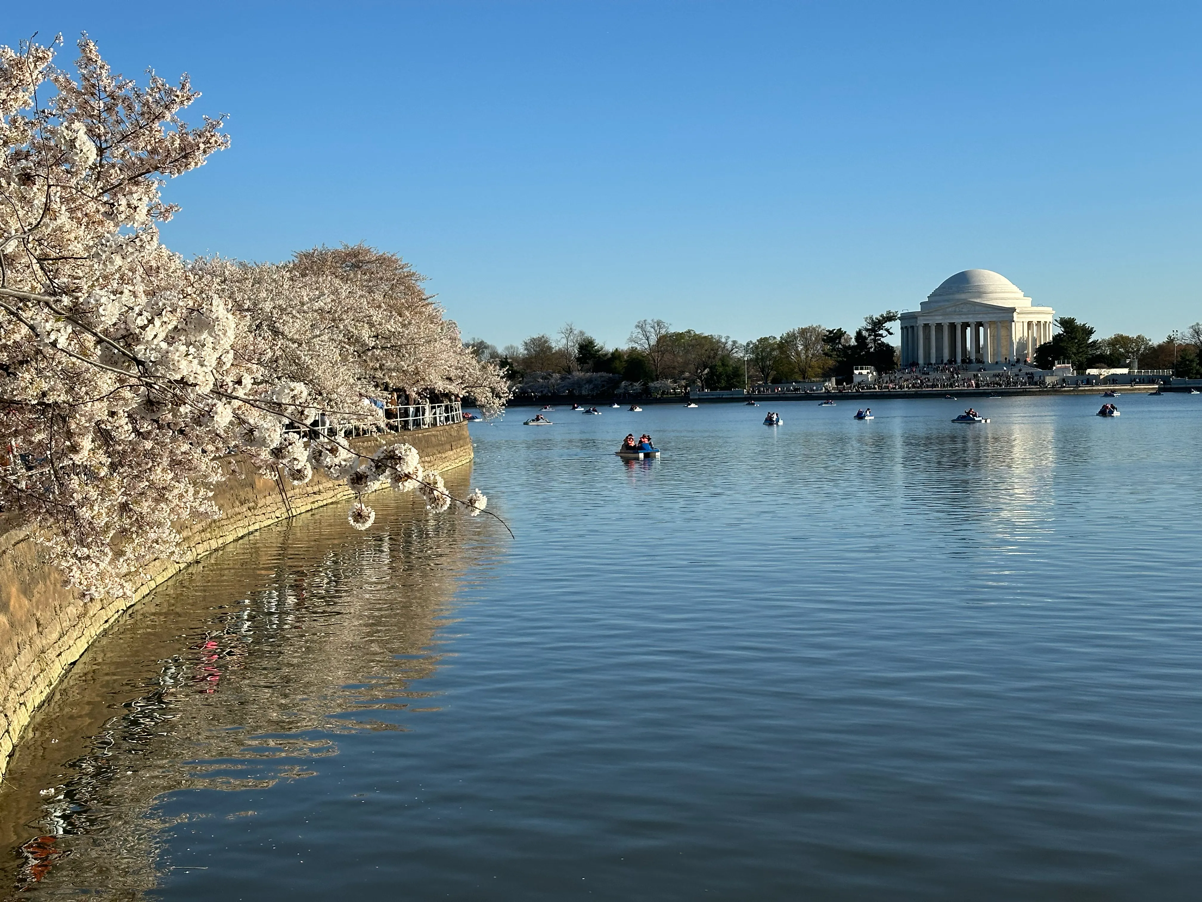 DC Cherry Blossom