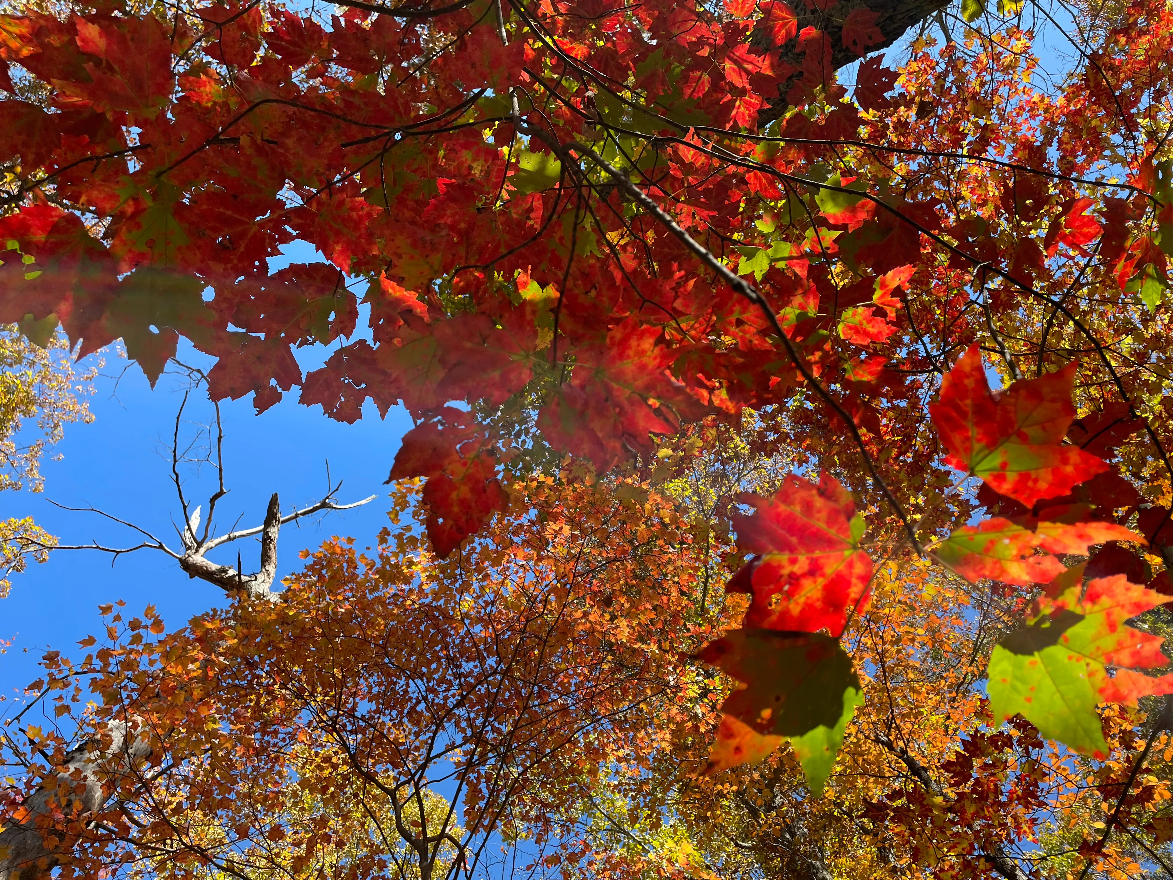 Fall Trail