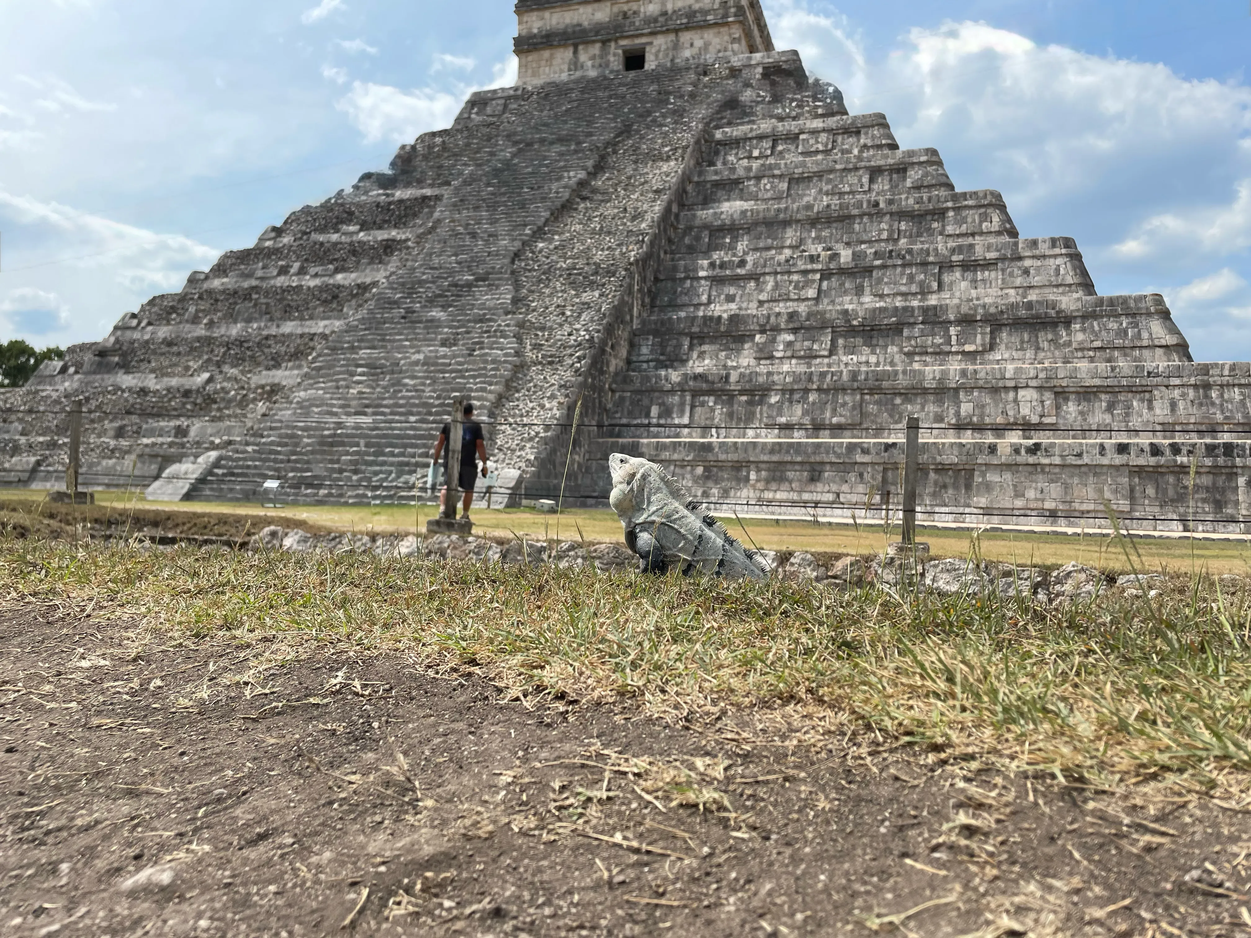 Mayan Lizard