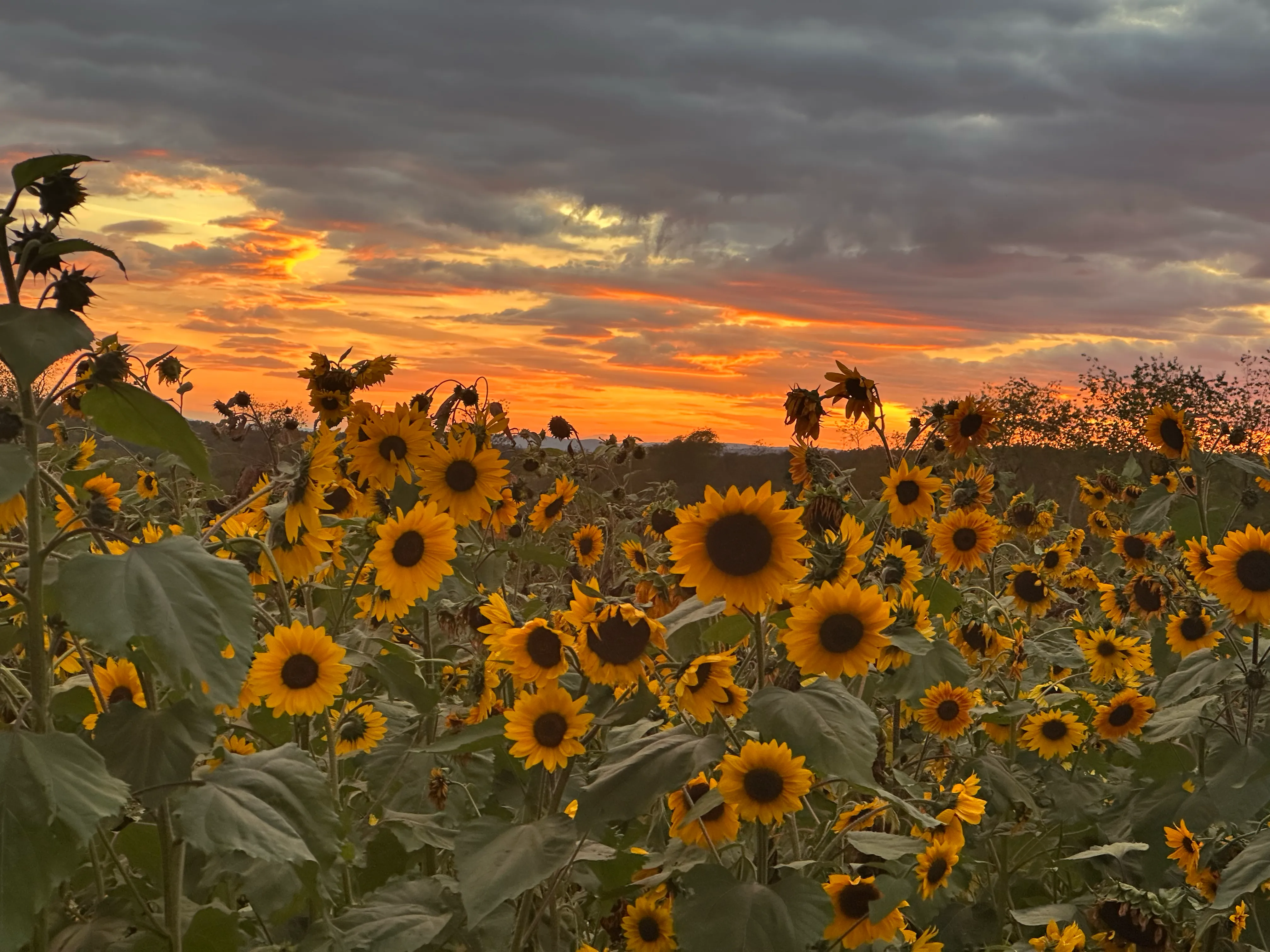 Rising Silo Sunflowers