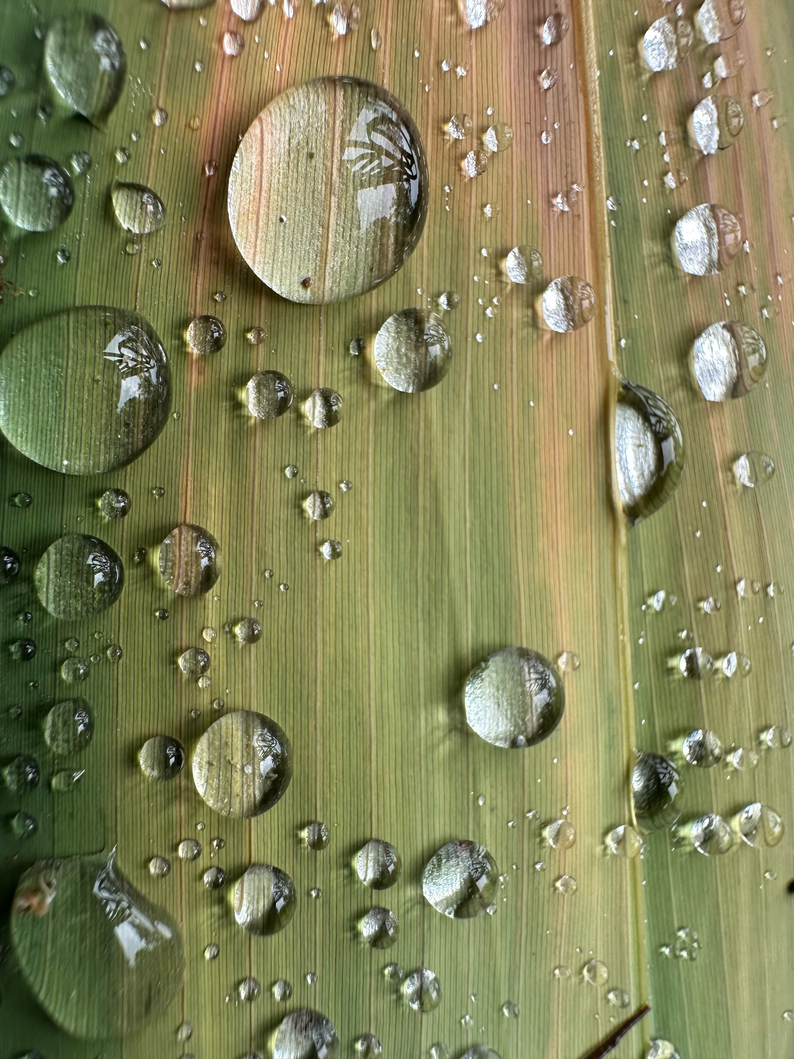 Sittong Rains